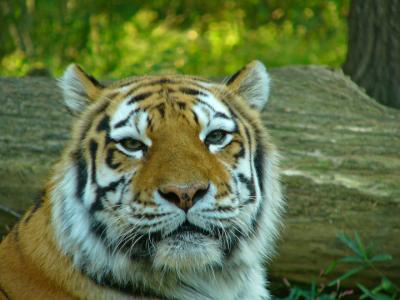 e  Tiger pose 2.jpg