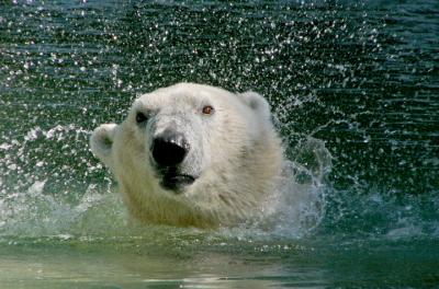 e HP better crop  Polar Bear SPRAY 2  FZ10 ps cs P1100923.jpg