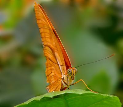  Orange Butterfly   P10632.jpg