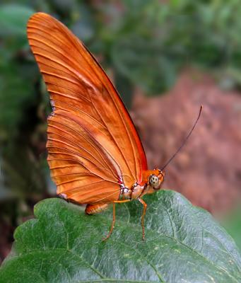 e-2-CROP-Butterfly-Orange--.jpg