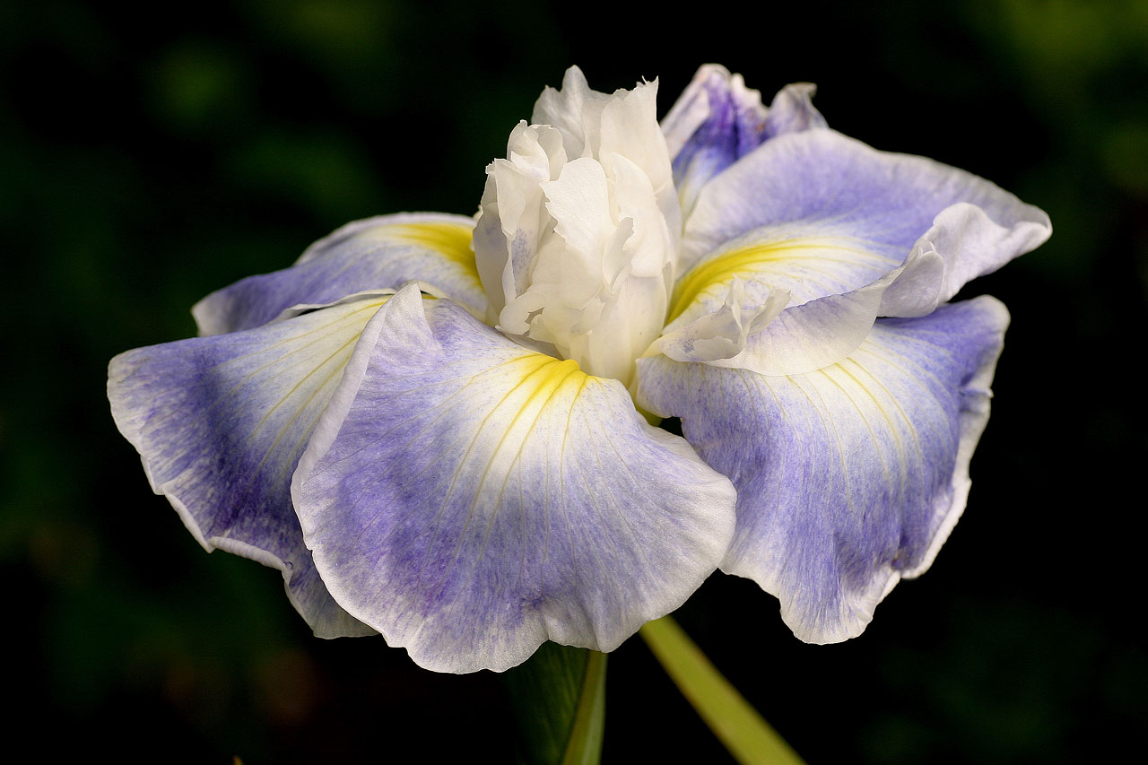 Iris Higo Sea Fury