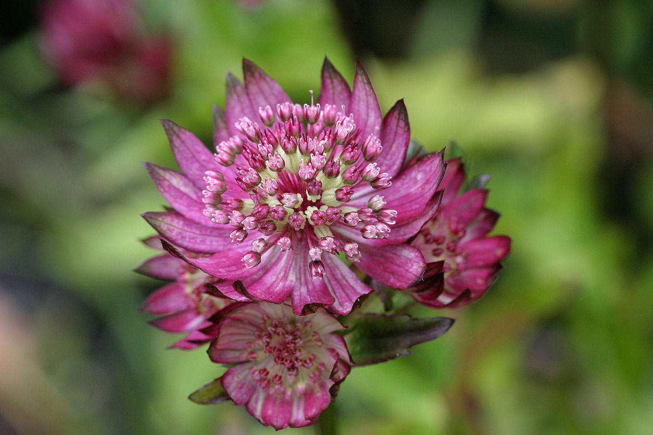 Astrantia red