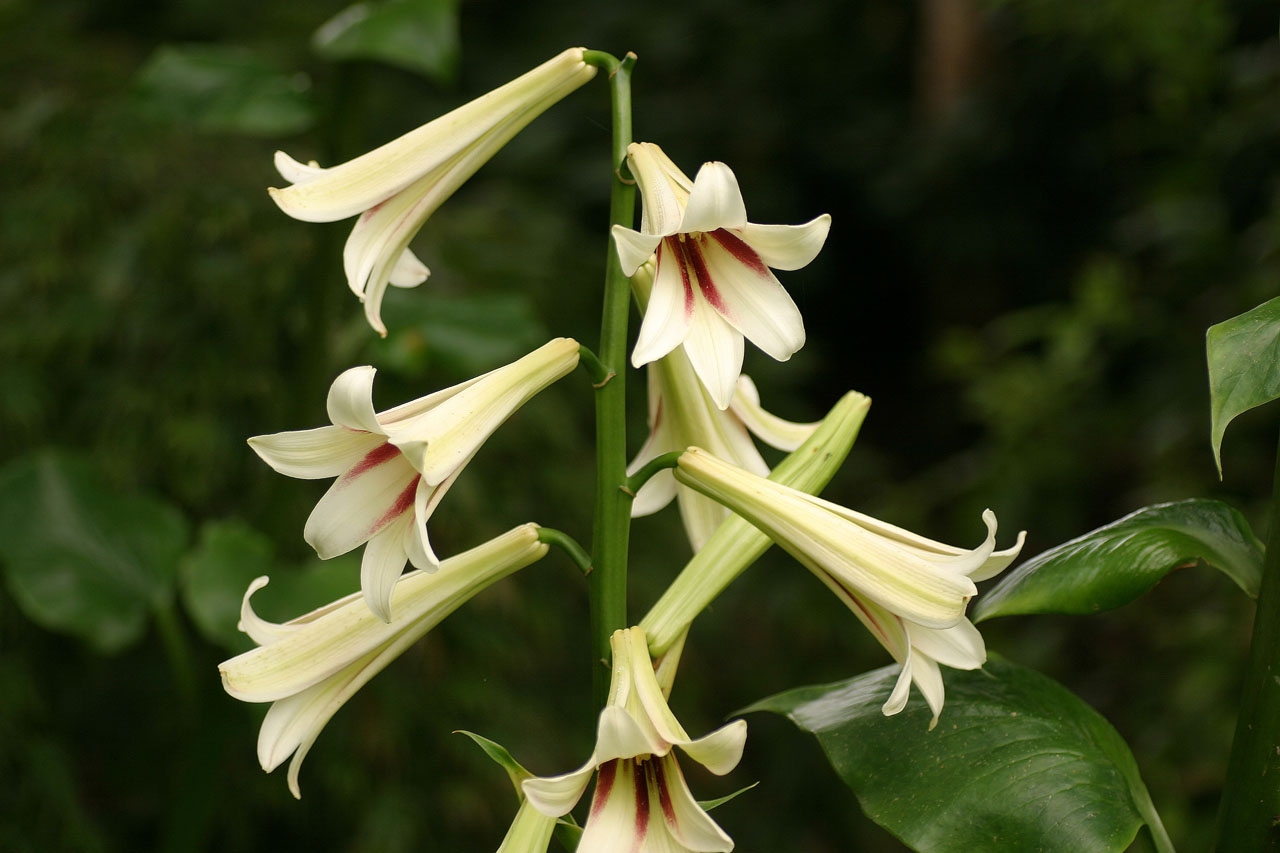 Cardiocrinum