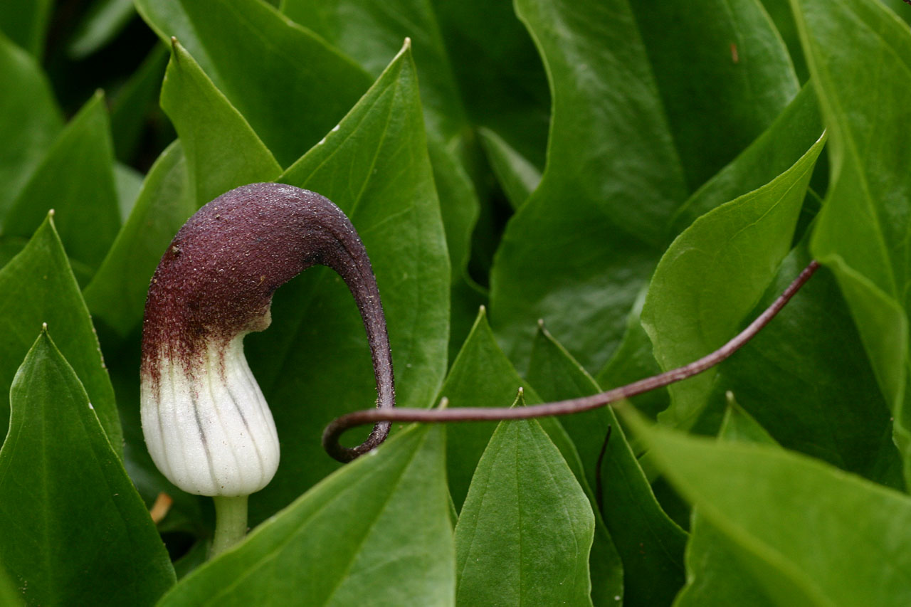 Arisarium proboscideum