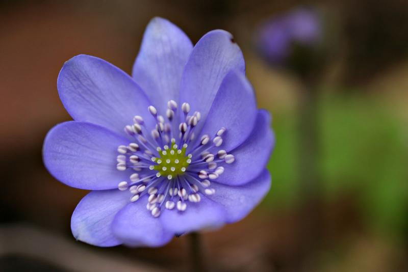 Hepatica triloba