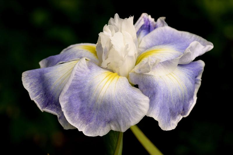 Iris Higo Sea Fury