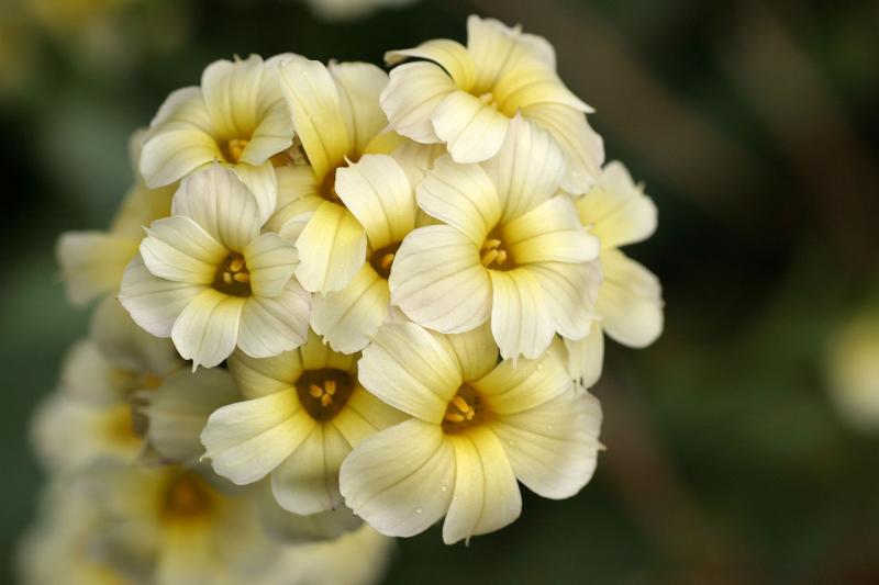Sisyrinchium striatum