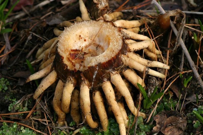 Cardiocrinum winter root