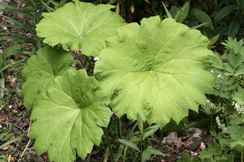 Rodgersia tabularis