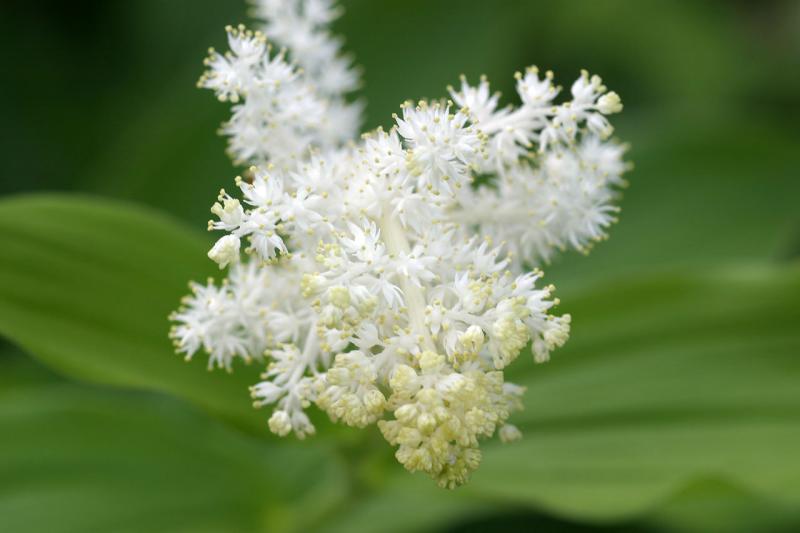 Smilacina