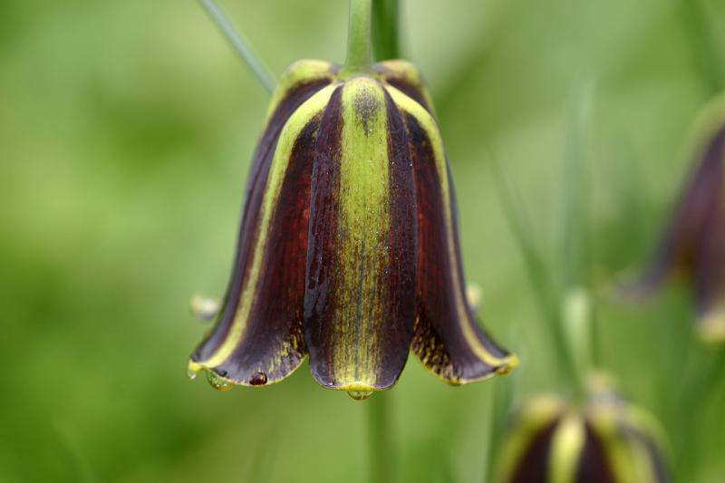 Fritillaria