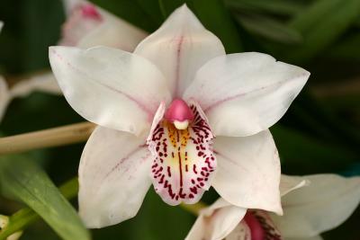 Orchids (gallery)