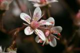 Saxifraga umbrosa