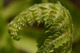 Shuttlecock fern