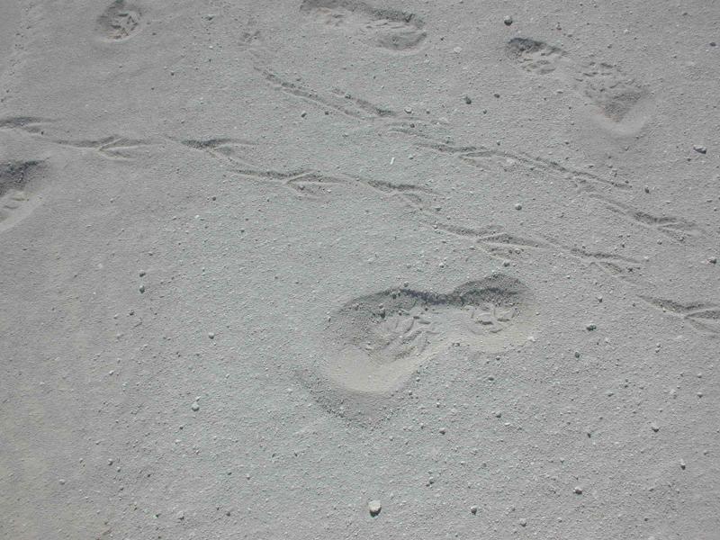 crow feet and man feet prints