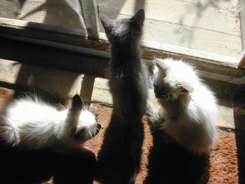 three very ill feral young cats
