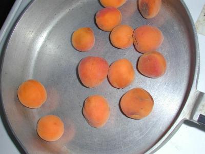picked apricots