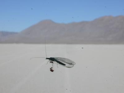 bug on windshield