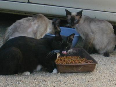 feral kitties eat