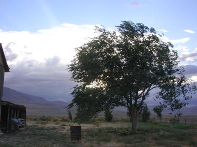 tree with jackson range behind