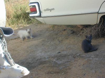 white feral and grey one.