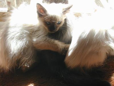 the cats often nestled and snuggled and hugged one another
