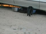tiny kitten under car