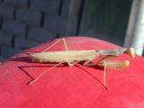 preying/praying mantis (which is it?)