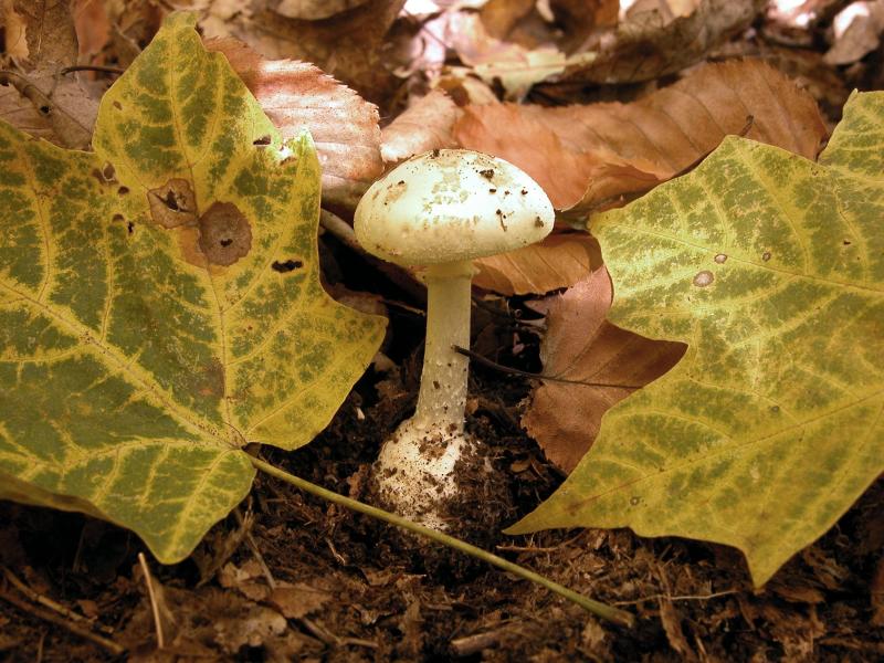 Amanita citrina.jpg