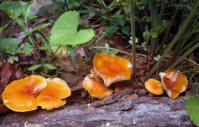 Flammulina velutipes 01 PK1.JPG