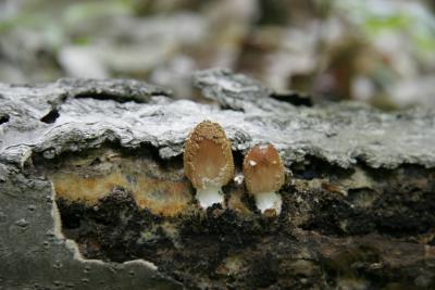 Coprinus laniger.jpg