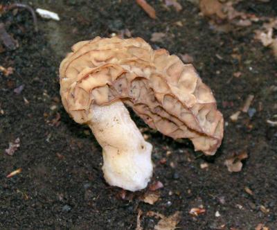 Morchella esculenta.jpg