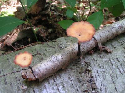 Polyporus varius 0053.JPG