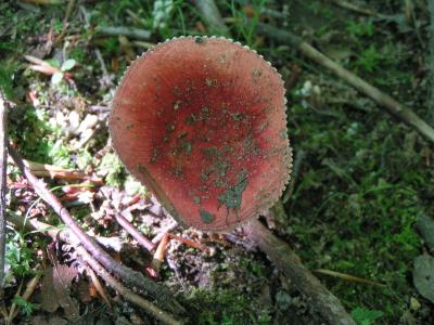 Russula0071.jpg