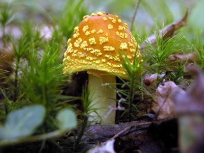 Amanita flavoconia5050.JPG