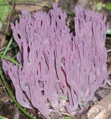 Clavaria amythestina SR.JPG