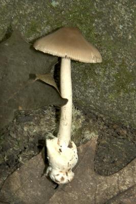 Amanita vaginata.jpg