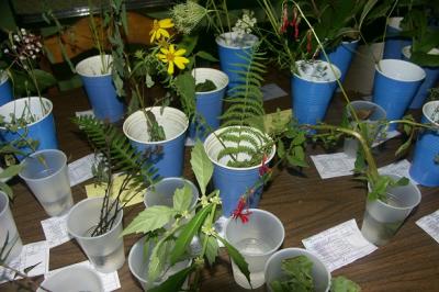 Carol Levine's Wild Flower, Grasses & Sedges Display opt.jpg