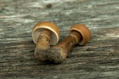 Gyroporus casteneus opt.jpg