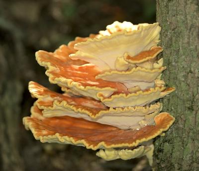 v3/84/225684/3/49167668.Laetiporussulphureusopt.jpg