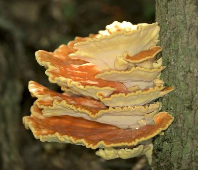 Laetiporus sulphureus .jpg