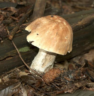 v3/84/225684/3/49498356.Boletuseduliscomplex.jpg