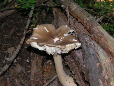 Tricholomopsis platyphylla13.JPG