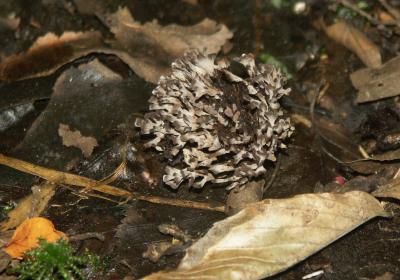 Thelephora palmatus6932.jpg