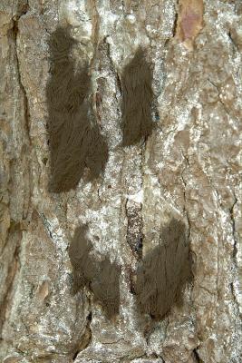 Stemonitis fusca 4520.jpg
