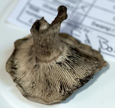 Russula densifolia 4628.jpg