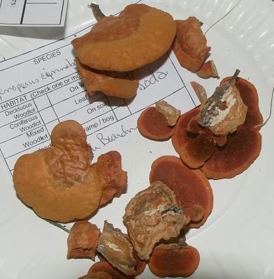 Pycnoporus cinnabarinus 6996.jpg