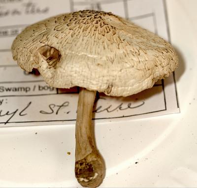 Pluteus petasites 4631.jpg