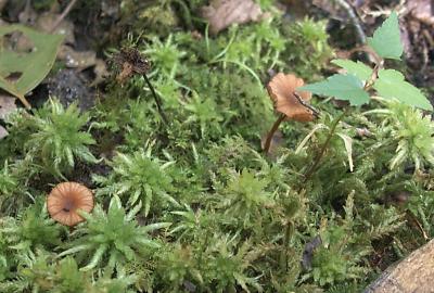 Laccaria ohioensis6745.jpg