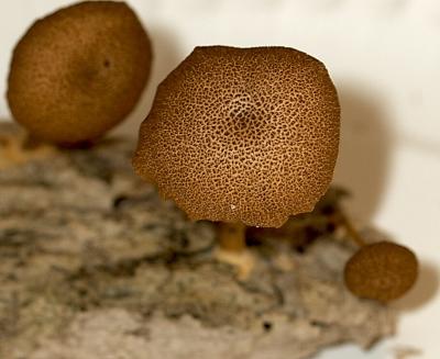 Gymnopilus sapineus 4638.jpg